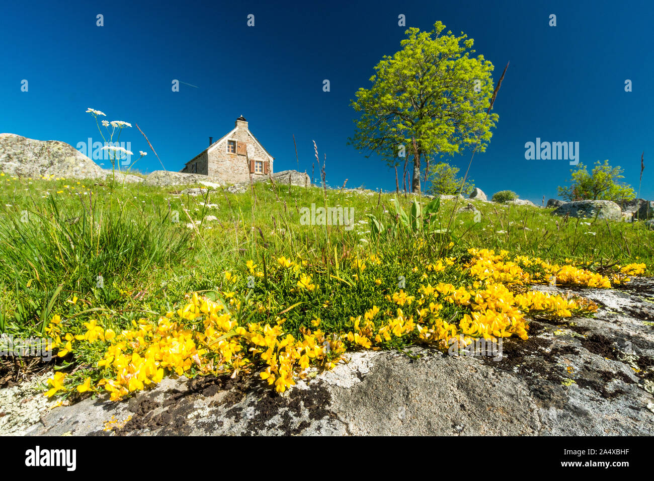 Fiori gialli, probabilmente bottoni oro nella facciata di una casa sull'altopiano di Aubrac Foto Stock