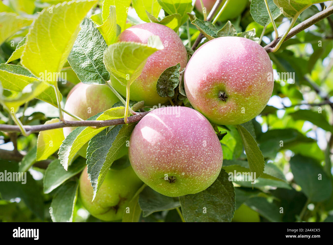 Un cluster di mele su un ramo in una luminosa giornata di sole. Foto Stock