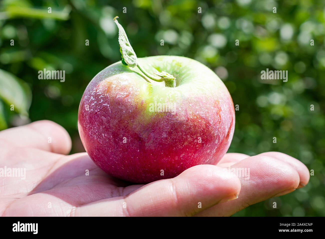 Una chiusura di un uomo in possesso di un apple. Solo a mano, vista laterale. Sfondo sfocato. Foto Stock
