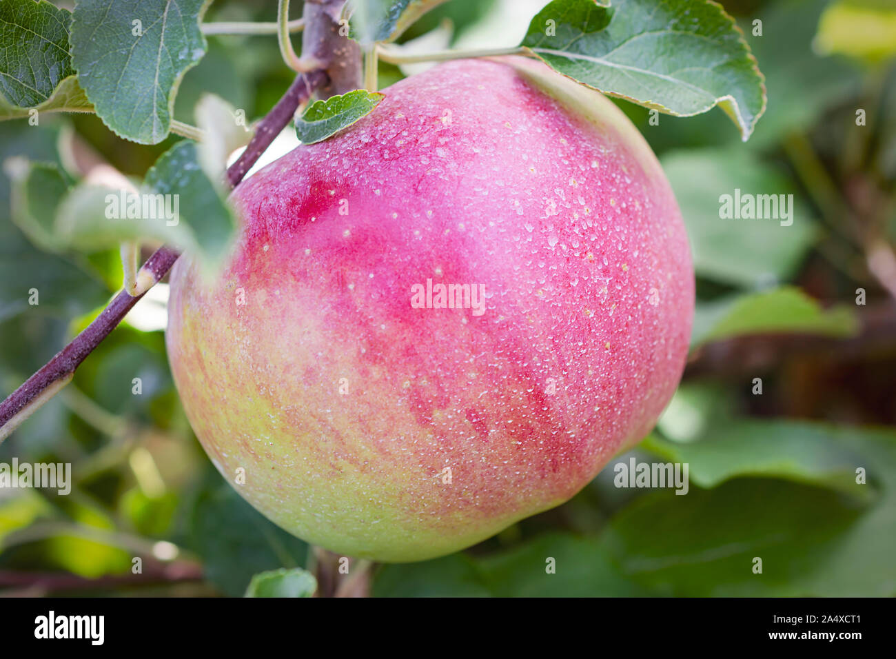 Un vicino la vista laterale di un Apple su un albero. Foto Stock
