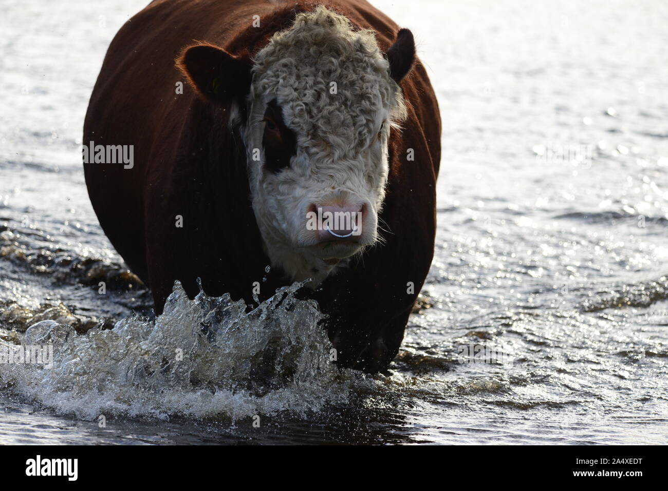 Hereford bull in carica Foto Stock