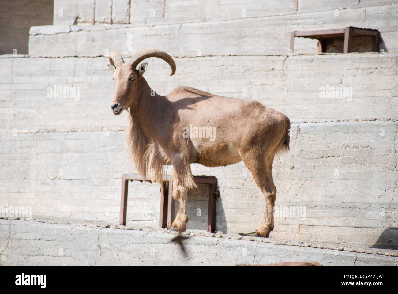 Un mufloni isolato Foto Stock