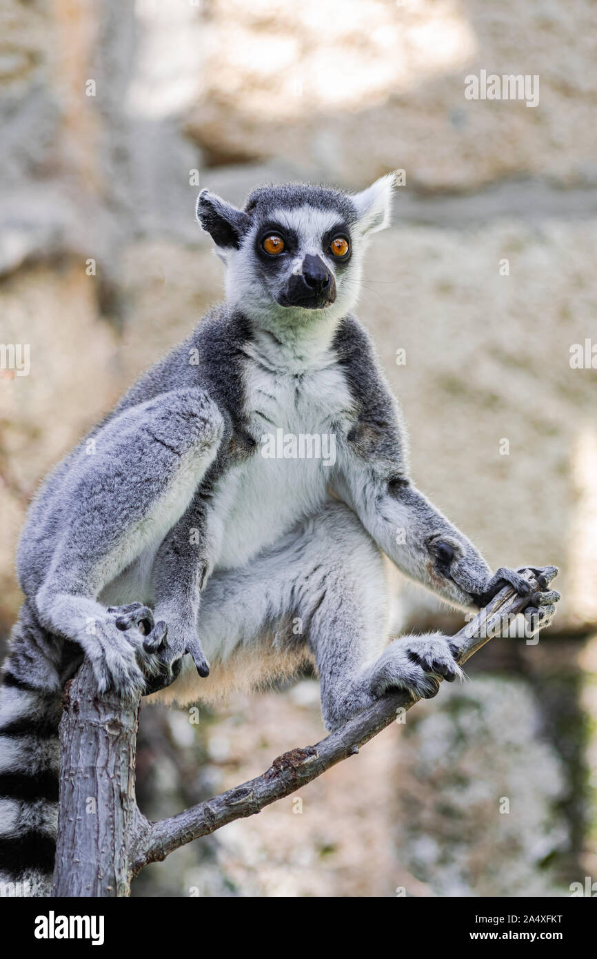 Anello lemure codato, (Lemur catta), seduti sui rami di alberi, con sfondo roccioso Foto Stock