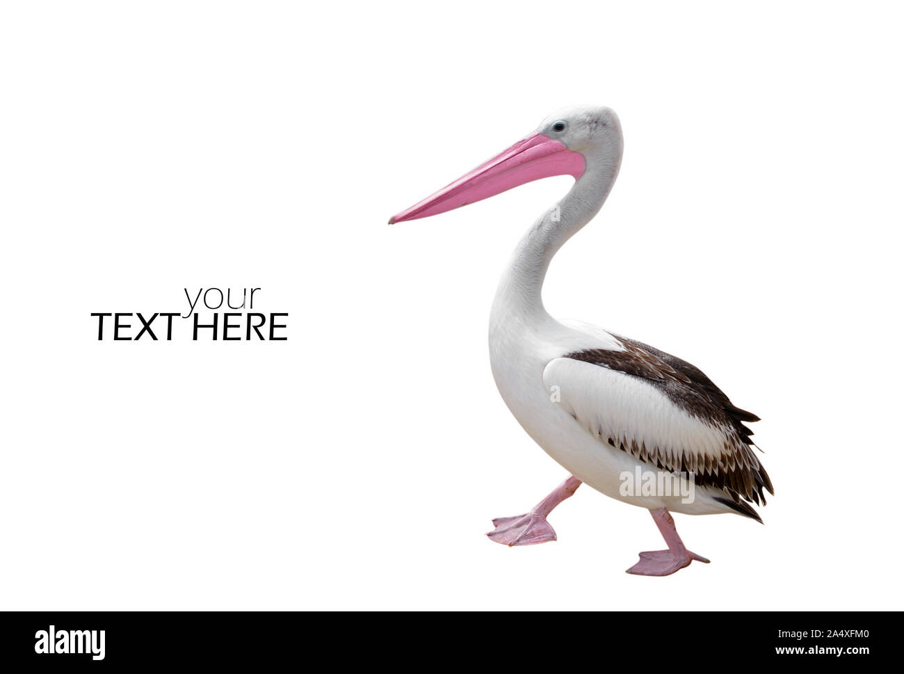 Pelican con lo spazio di copia Foto Stock