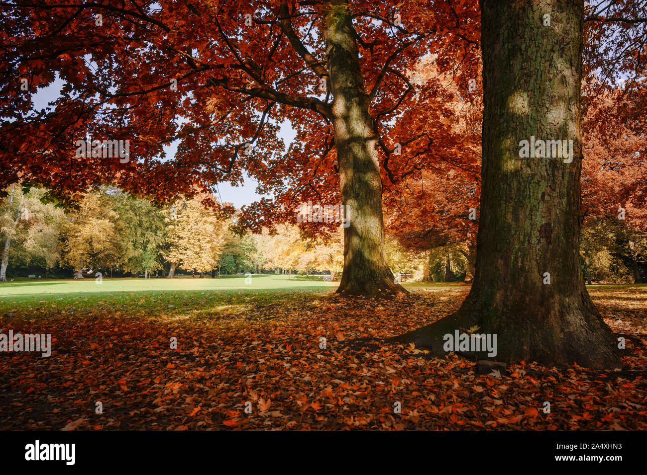 I colori autunnali su vecchi alberi con red e golden fogliame in un parco, paesaggio stagionali, messa a fuoco selezionata Foto Stock