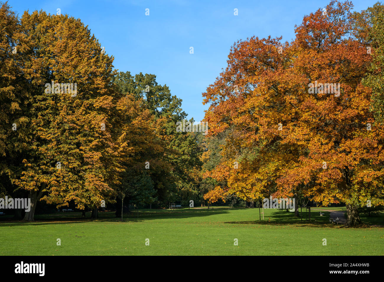 I colori autunnali degli alberi con red e golden fogliame in un parco bellissimo paesaggio stagionali, cielo blu Foto Stock