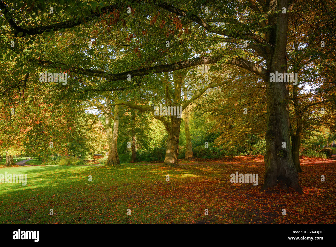 Autunno bello e mite di alberi con foglie colorate in un parco antico, natura stagionale sfondo, messa a fuoco selezionata Foto Stock