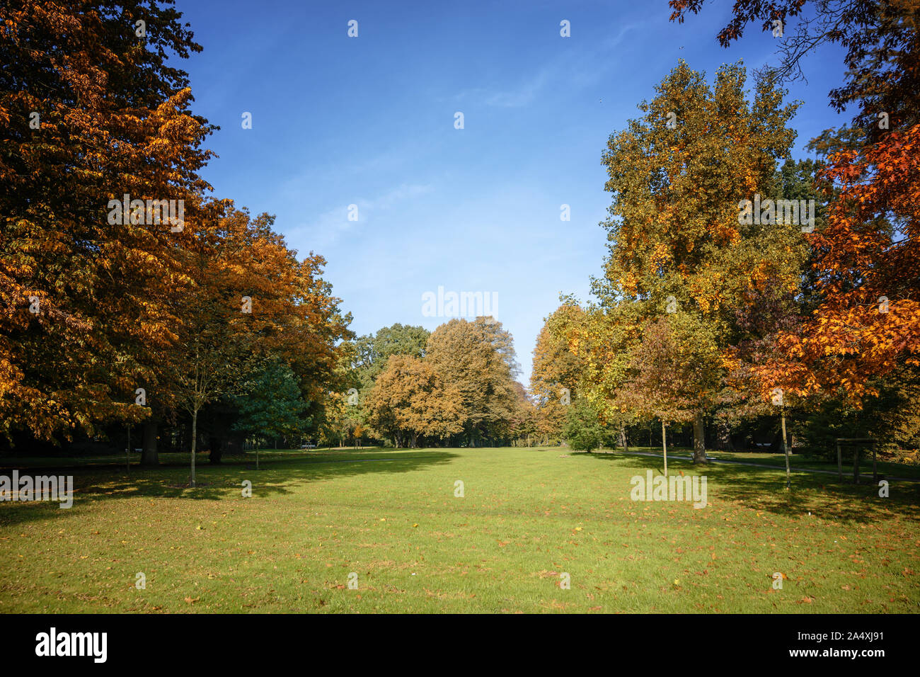 Varie autunno bello e mite di alberi con foglie colorate in un parco antico, natura stagionale con uno sfondo con spazio di copia Foto Stock
