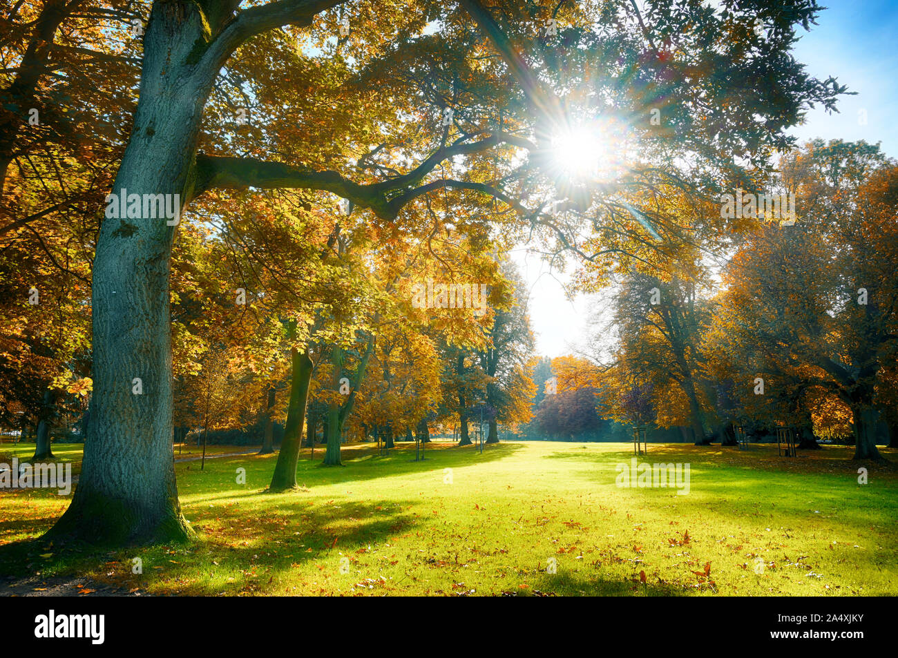 Sole splende attraverso splendidi vecchi alberi con colorate Foglie di autunno in un parco antico, natura stagionale sullo sfondo Foto Stock