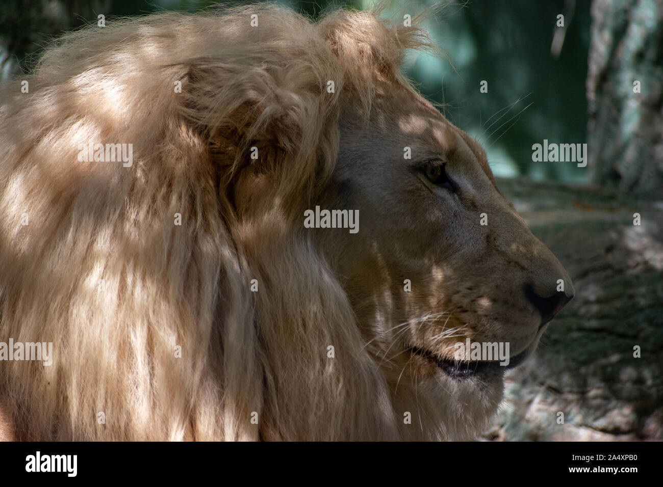 Close-up di una faccia di leone Foto Stock