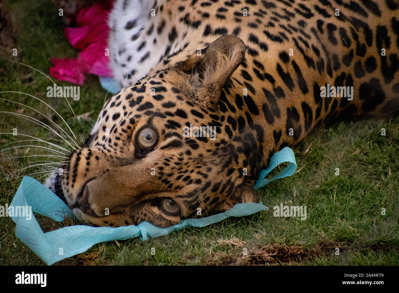 Close-up di un volto di leopard sul terreno Foto Stock