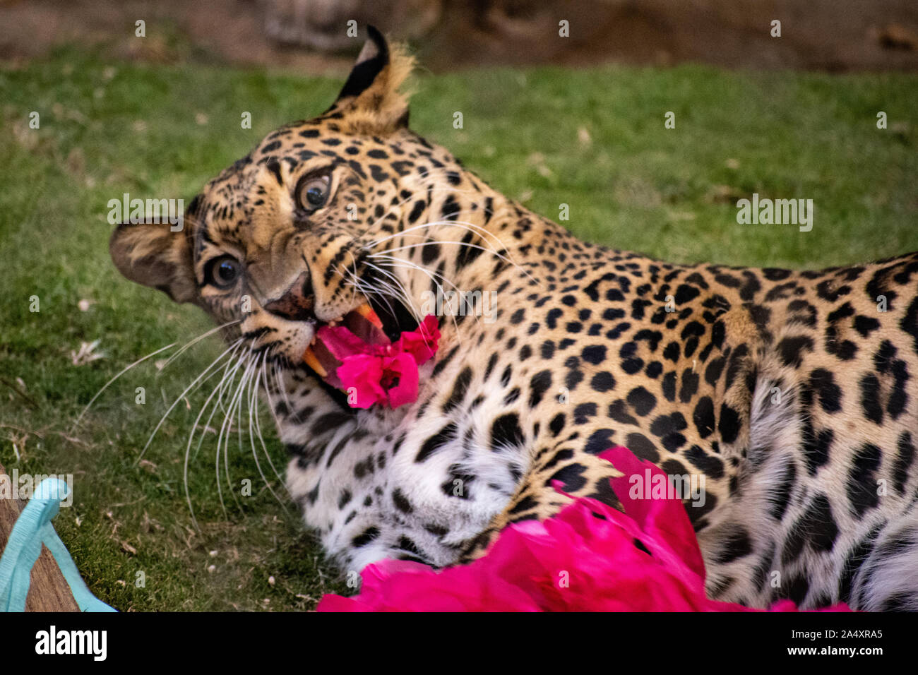 Close-up di Leopard, rendendo un divertente volto Foto Stock