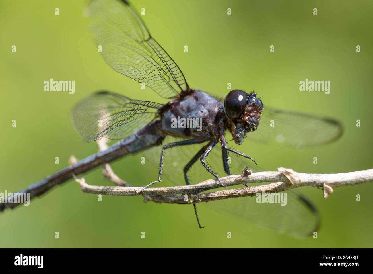 Un slaty munches skimmer su un insetto utilizzando le sue potenti mascelle. Foto Stock