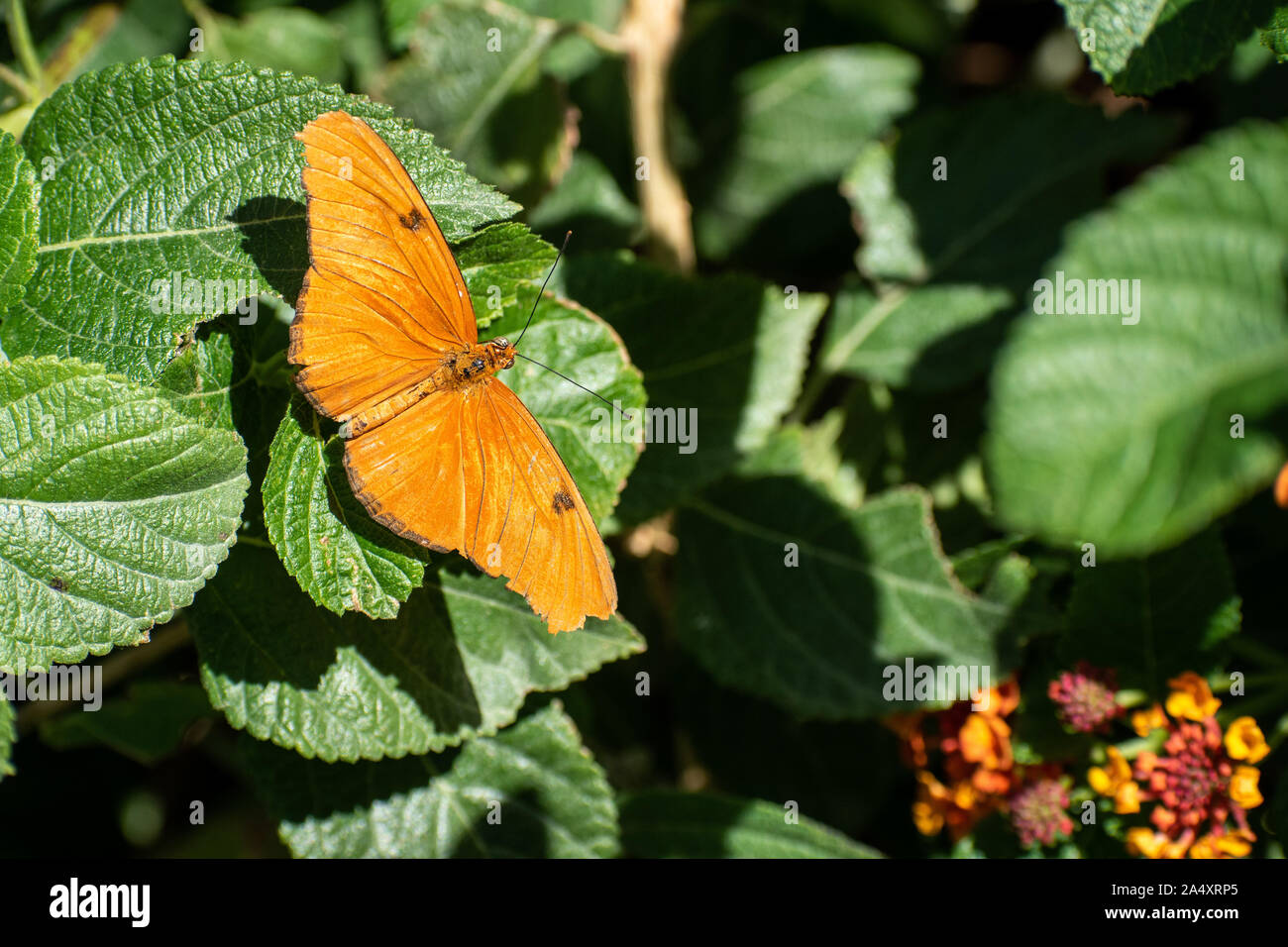 Graziosa farfalla arancione Foto Stock