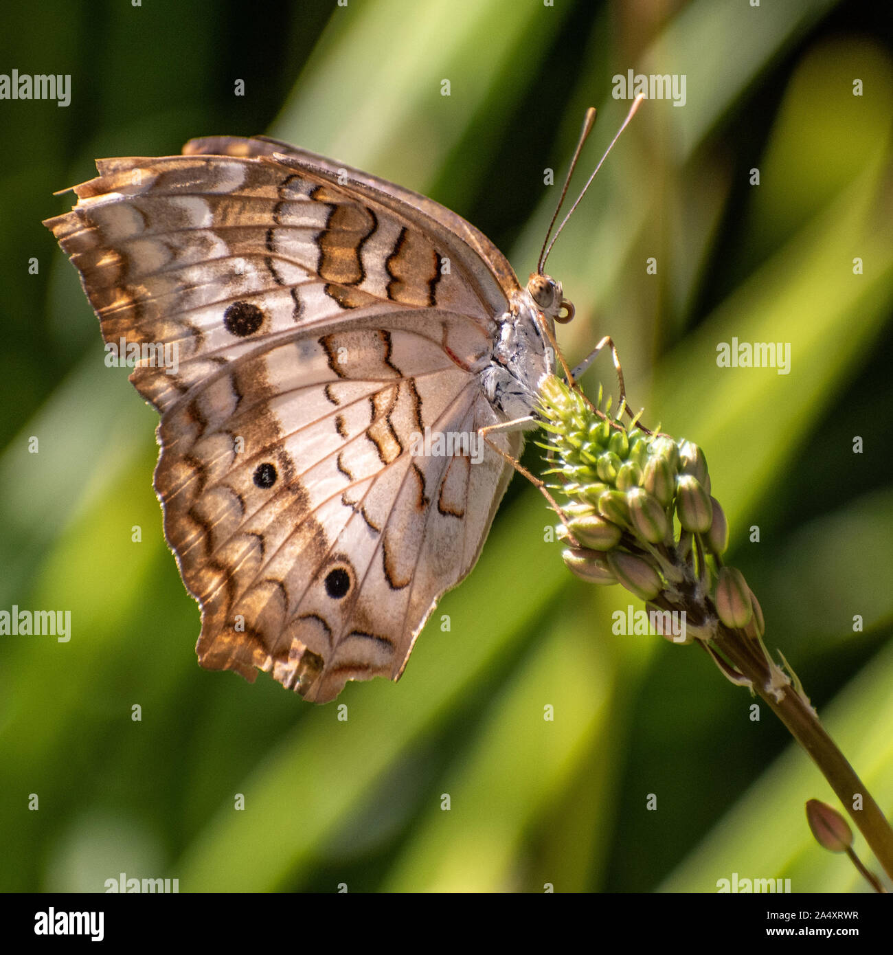 Close-up di una farfalla posata su un fiore-testa Foto Stock