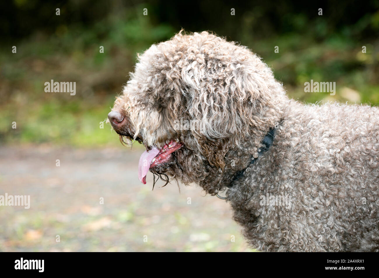 Brown cane italiano ritratto macro razza caccia al tartufo Lagotto Romagnolo Foto Stock