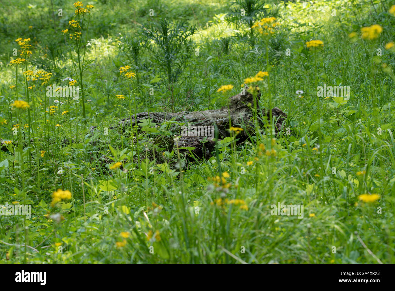 Un log a cui sedersi mentre si prende la serenità della natura Foto Stock