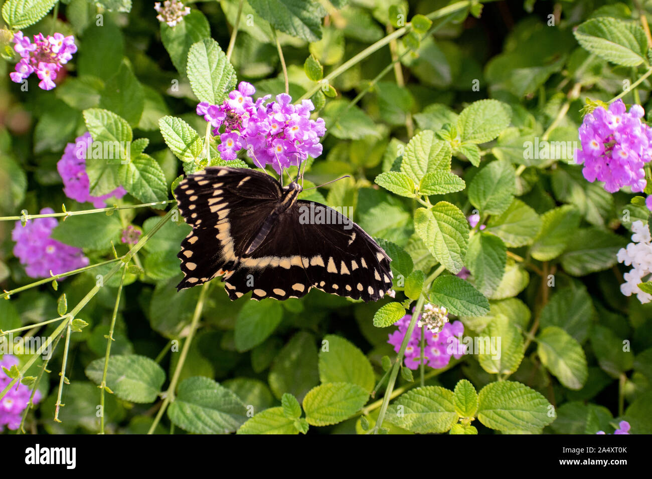 In bianco e nero farfalla con fiori viola Foto Stock