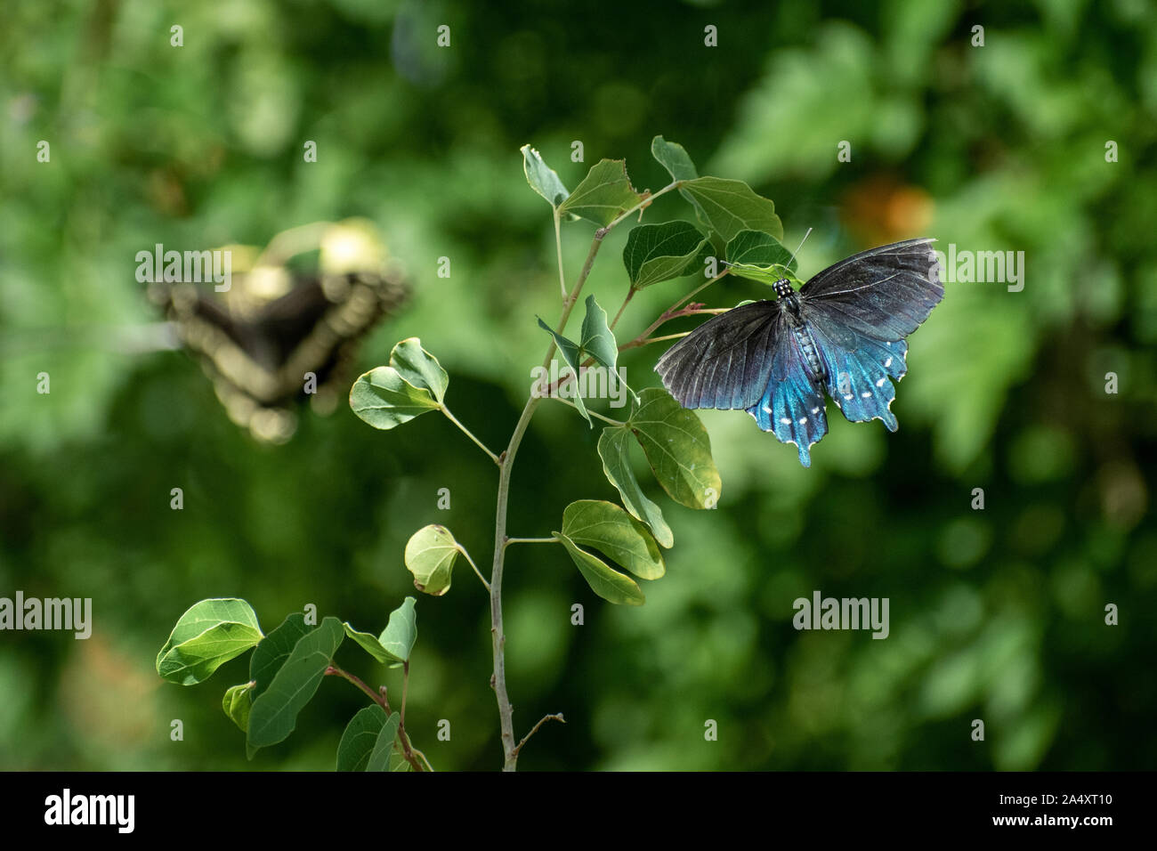 Belle blue butterfly su un piccolo e nuovo impianto Foto Stock