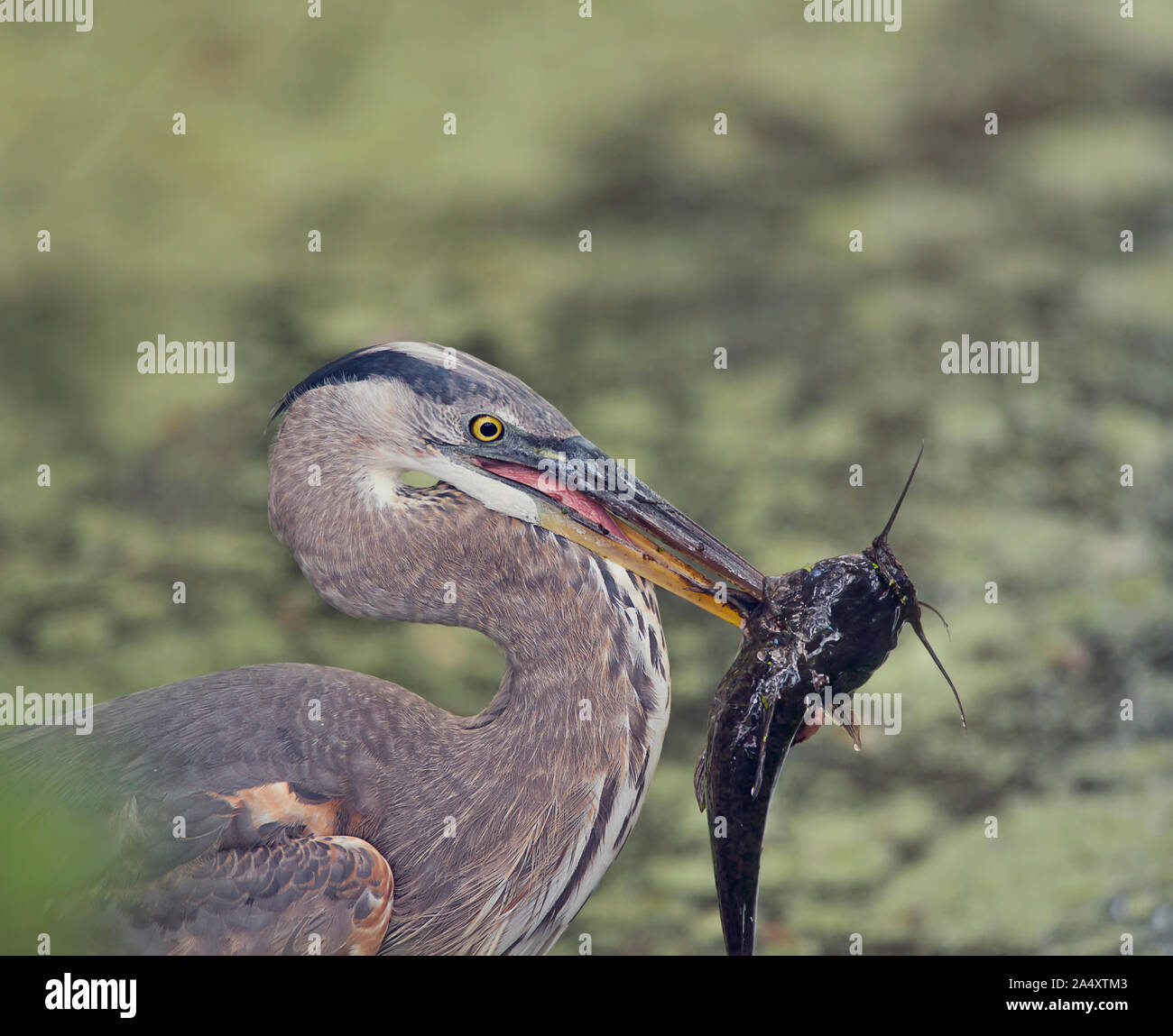 Ottimo airone cenerino con un grande pesce nel becco Foto Stock