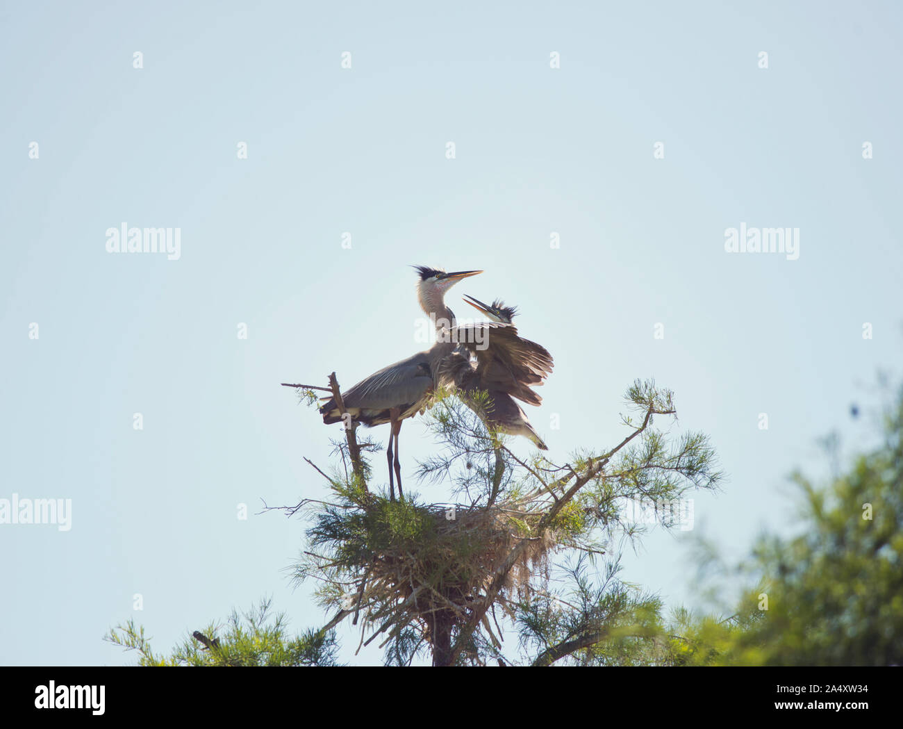 I grandi aironi blu nel nido in Florida zone umide Foto Stock