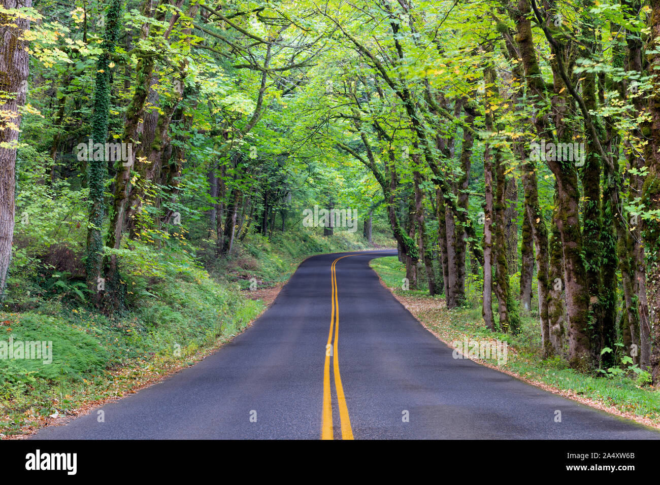 Un lungo tratto di strada lungo il fiume Columbia Scenic Byway nella lussureggiante foresta in Oregon, USA Foto Stock