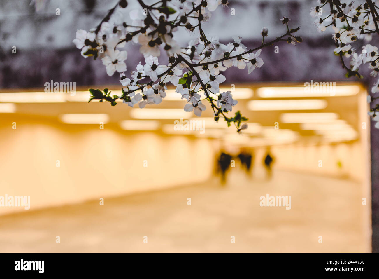 Bianco Ciliegio fiorisce in Budapest su sfocata tunnel pedonale dello sfondo. Foto Stock