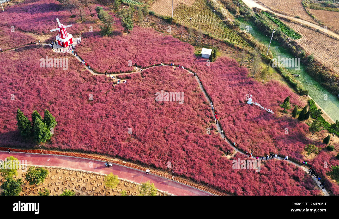 Weihai, Cina. Xvi oct, 2019. Il mare di fiori di Hairawn Muhly sbocciato in Weihai, Shandong in Cina il 16 ottobre, 2019.(foto di TPG/cnsphotos) Credito: TopPhoto/Alamy Live News Foto Stock