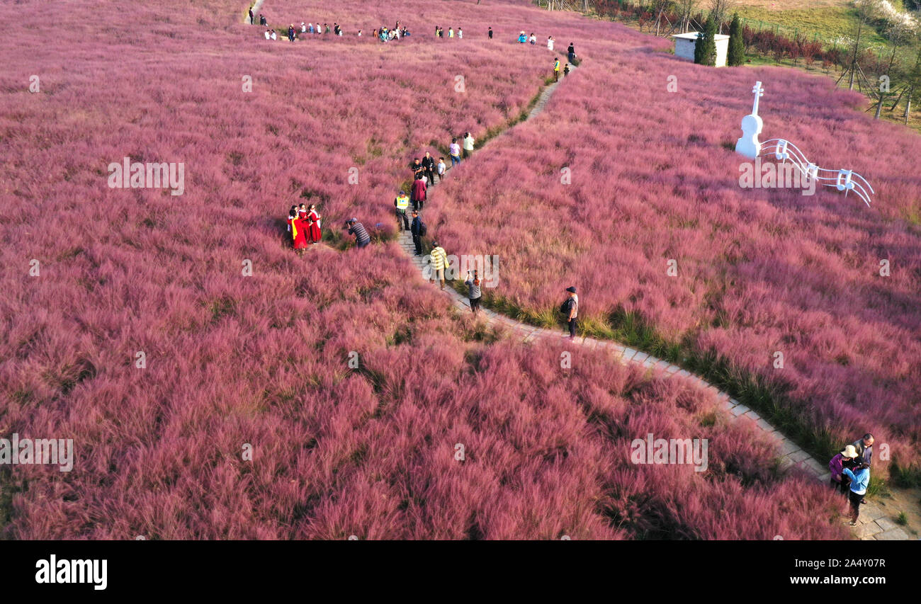 Weihai, Cina. Xvi oct, 2019. Il mare di fiori di Hairawn Muhly sbocciato in Weihai, Shandong in Cina il 16 ottobre, 2019.(foto di TPG/cnsphotos) Credito: TopPhoto/Alamy Live News Foto Stock