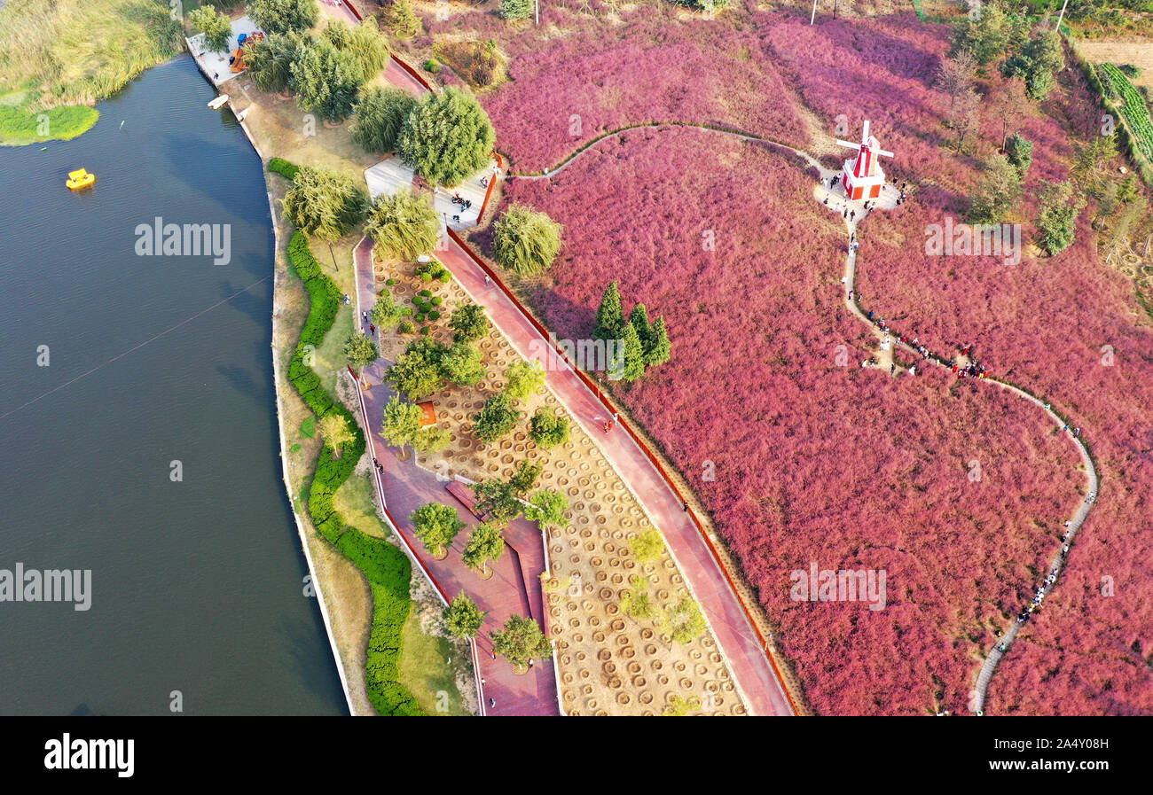 Weihai, Cina. Xvi oct, 2019. Il mare di fiori di Hairawn Muhly sbocciato in Weihai, Shandong in Cina il 16 ottobre, 2019.(foto di TPG/cnsphotos) Credito: TopPhoto/Alamy Live News Foto Stock