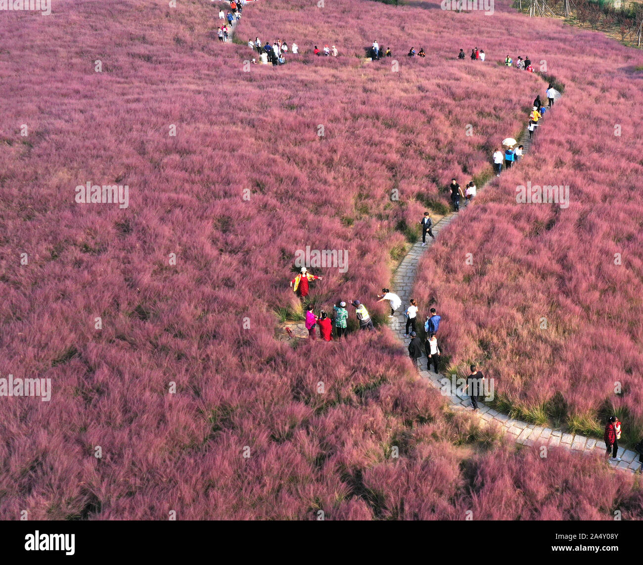 Weihai, Cina. Xvi oct, 2019. Il mare di fiori di Hairawn Muhly sbocciato in Weihai, Shandong in Cina il 16 ottobre, 2019.(foto di TPG/cnsphotos) Credito: TopPhoto/Alamy Live News Foto Stock