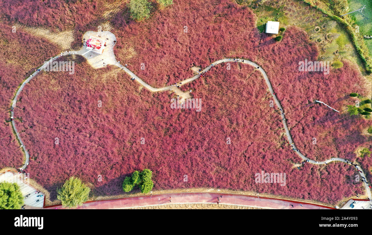 Weihai, Cina. Xvi oct, 2019. Il mare di fiori di Hairawn Muhly sbocciato in Weihai, Shandong in Cina il 16 ottobre, 2019.(foto di TPG/cnsphotos) Credito: TopPhoto/Alamy Live News Foto Stock
