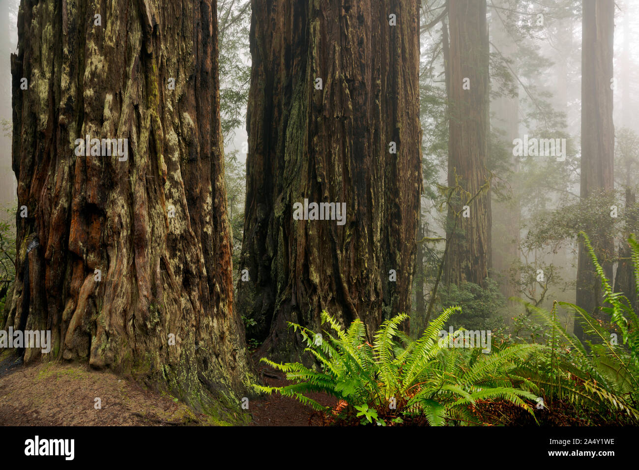 CA03683-00...CALIFORNIA - grandi alberi di sequoia e un giorno di nebbia a Lady Bird Johnson Grove in Redwoods National Park. Foto Stock