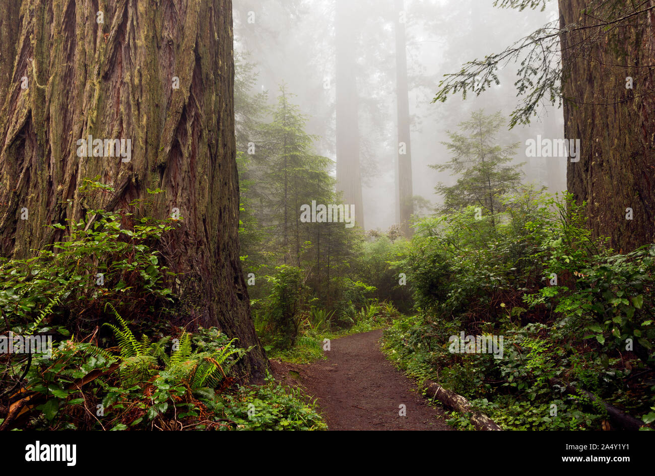 CA03690-00...CALIFORNIA - Sentiero attraverso il Redwood alberi su un coperto nebbia Lady Bird Johnson Grove in Redwoods nazionali e i parchi statali. Foto Stock