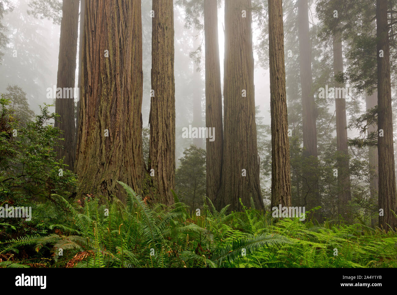 CA03691-00...CALIFORNIA - Redwood alberi su un coperto nebbia hillside a Lady Bird Johnson Grove in Redwoods nazionali e i parchi statali. Foto Stock