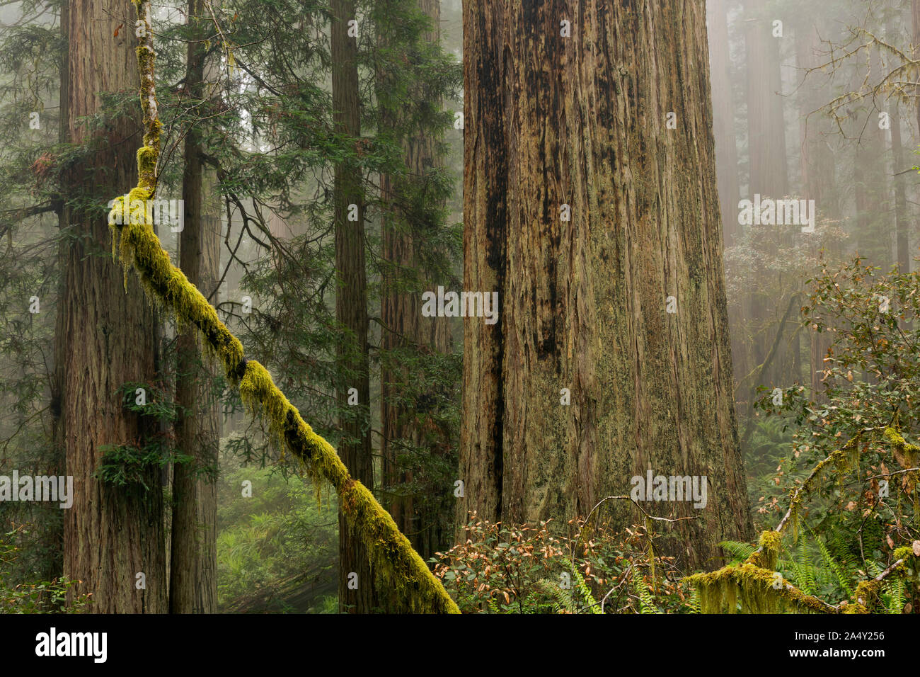 CA03695-00...CALIFORNIA - Redwood alberi su una nebbia shourded hillside a Lady Bird Johnson Grove in Redwoods nazionali e i parchi statali. Foto Stock