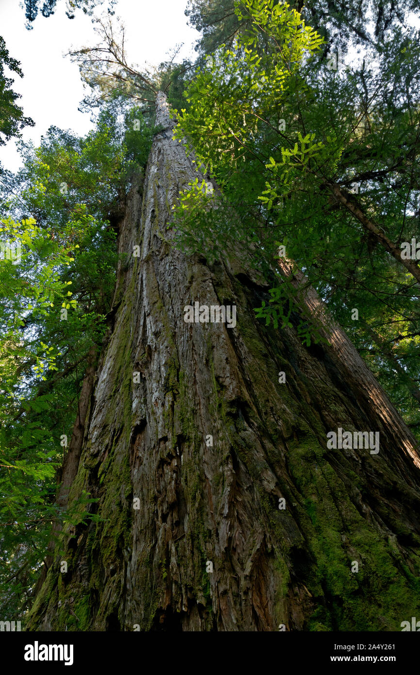 CA03696-00...CALIFORNIA - Gli alti alberi nel Tall Trees Grove area dei Redwoods nazionali e i parchi statali. Foto Stock