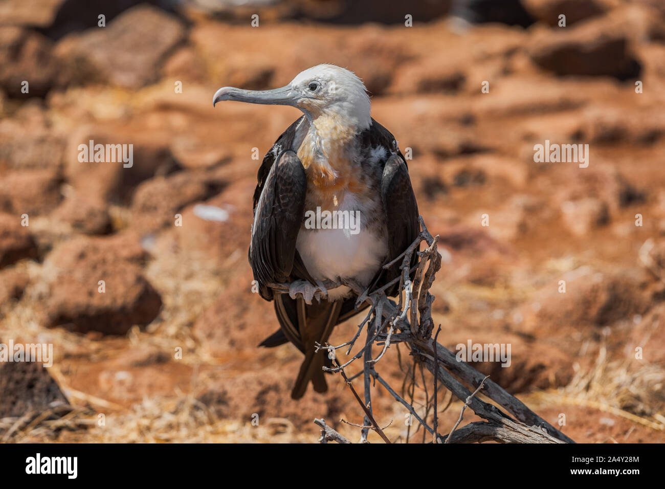 Frigatebird sulle isole Galapagos. Magnifica femmina Frigate Bird su North Seymour Island, Isole Galapagos. Foto Stock