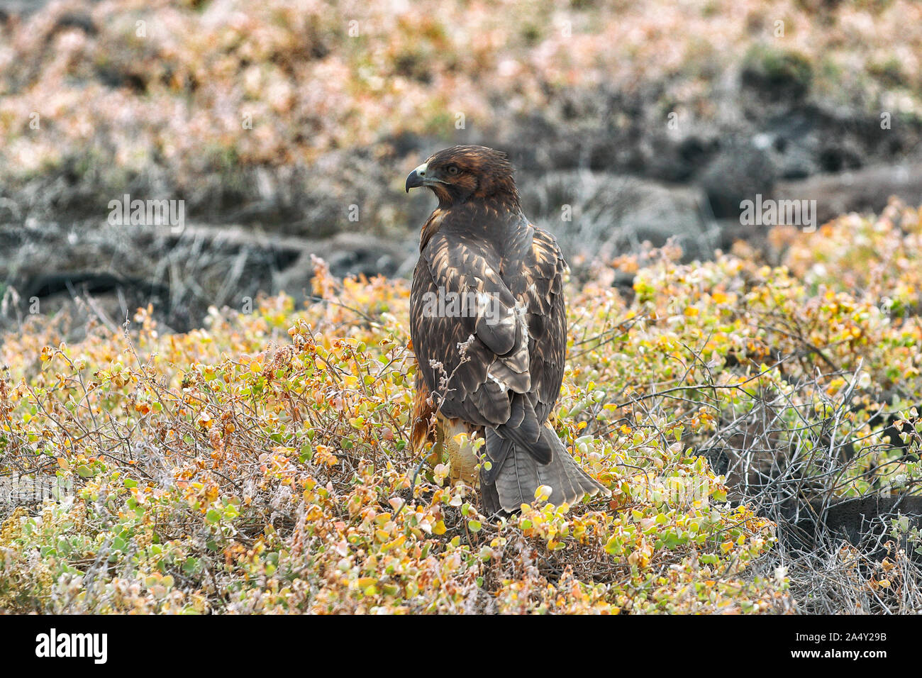 Le Galapagos Hawk - Galapagos animali della fauna selvatica in habitat naturale sulle isole Galapagos. Qui si vede sulla Isola Espanola, una nave da crociera di destinazione. Foto Stock