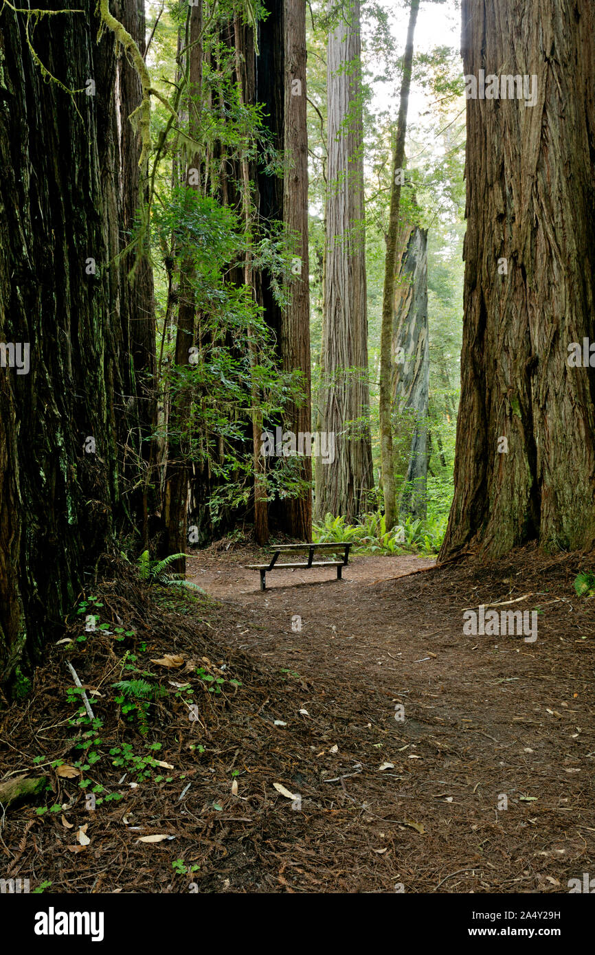 CA03706-00...CALIFORNIA - un banco tra gli enormi alberi di sequoia a Tall Trees Grove in Redwoods National Park. Foto Stock