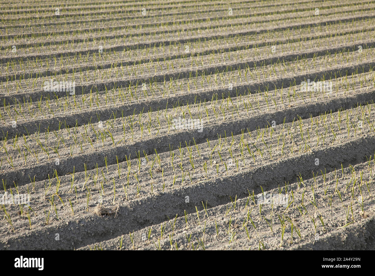 Onion campo su Awaji Island Foto Stock