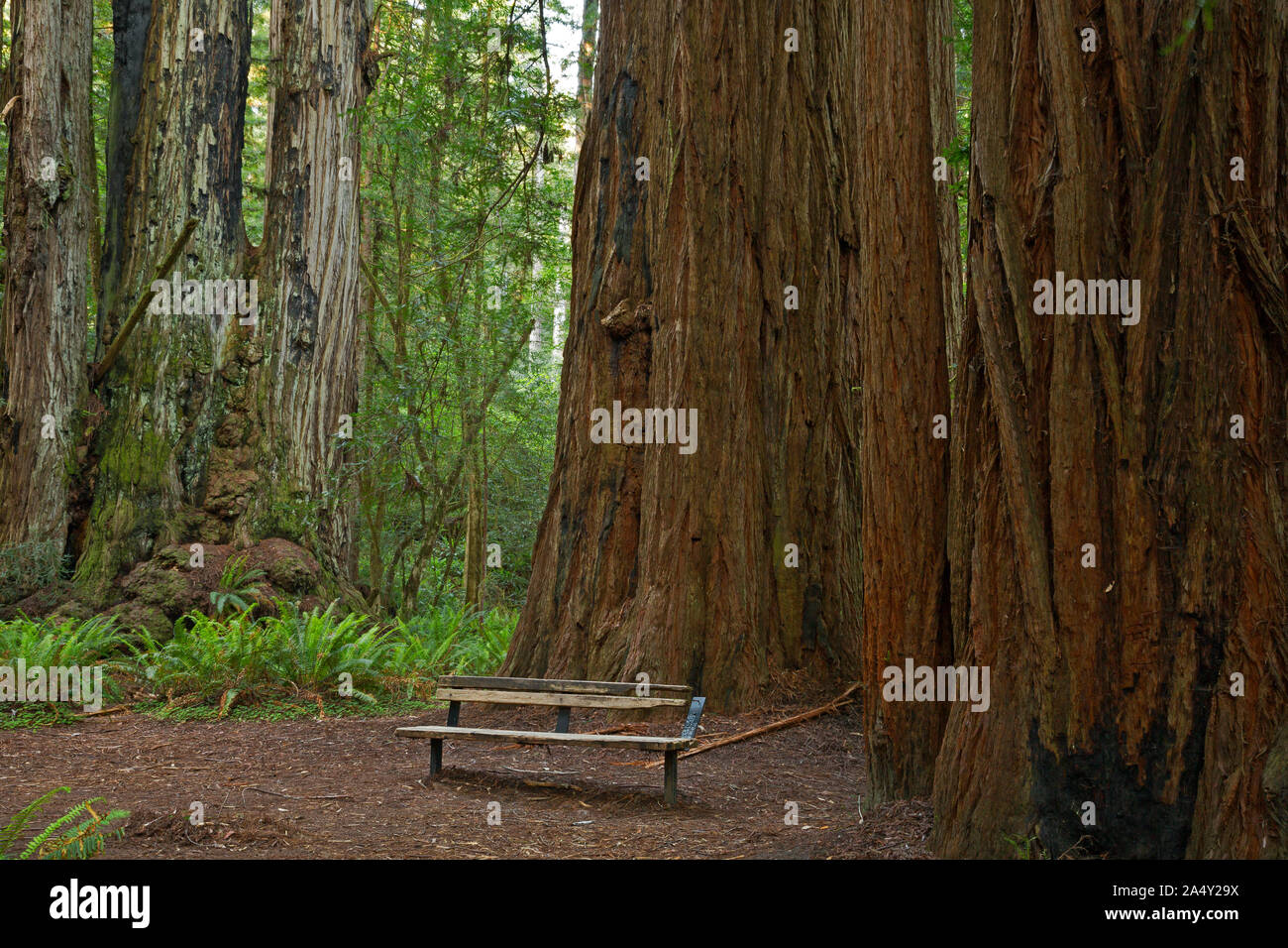 CA03708-00...CALIFORNIA - un banco tra gli enormi alberi di sequoia a Tall Trees Grove in Redwoods National Park. Foto Stock