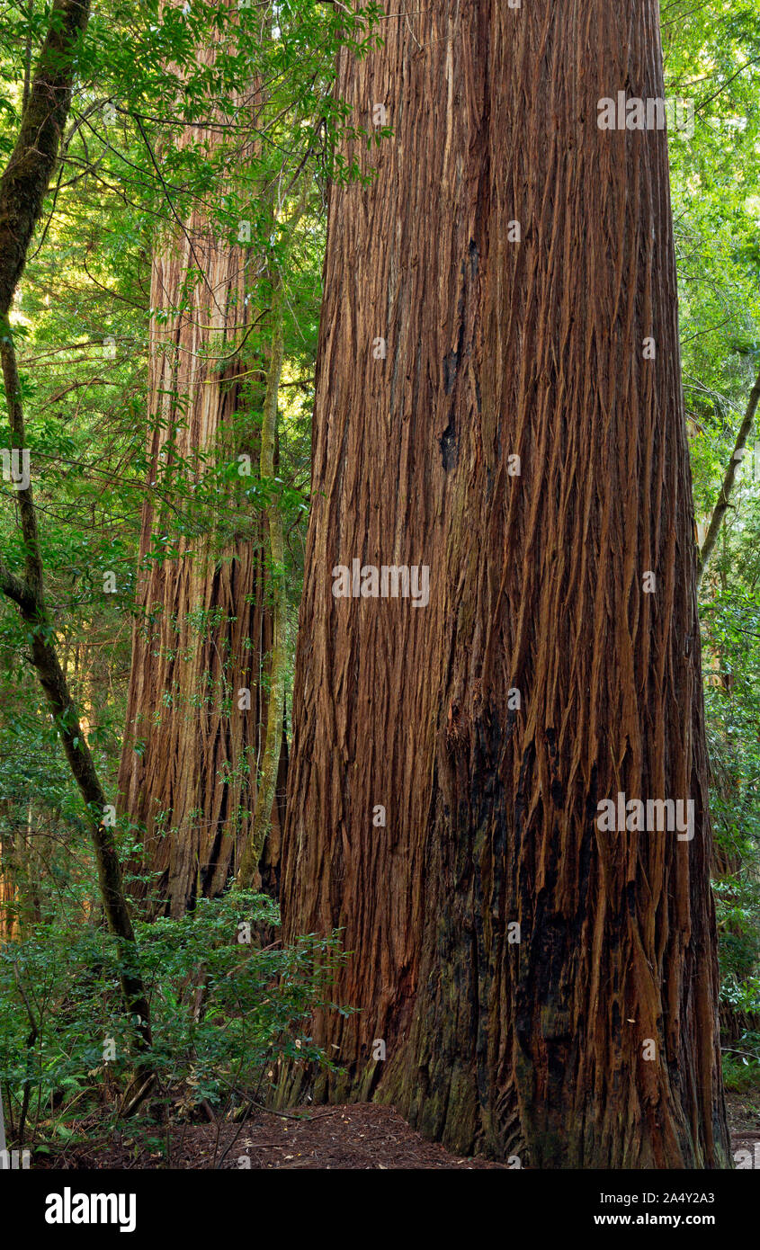 CA03709-00...CALIFORNIA - enormi alberi di sequoia in Tall Trees Grove di Redwoods National Park. Foto Stock