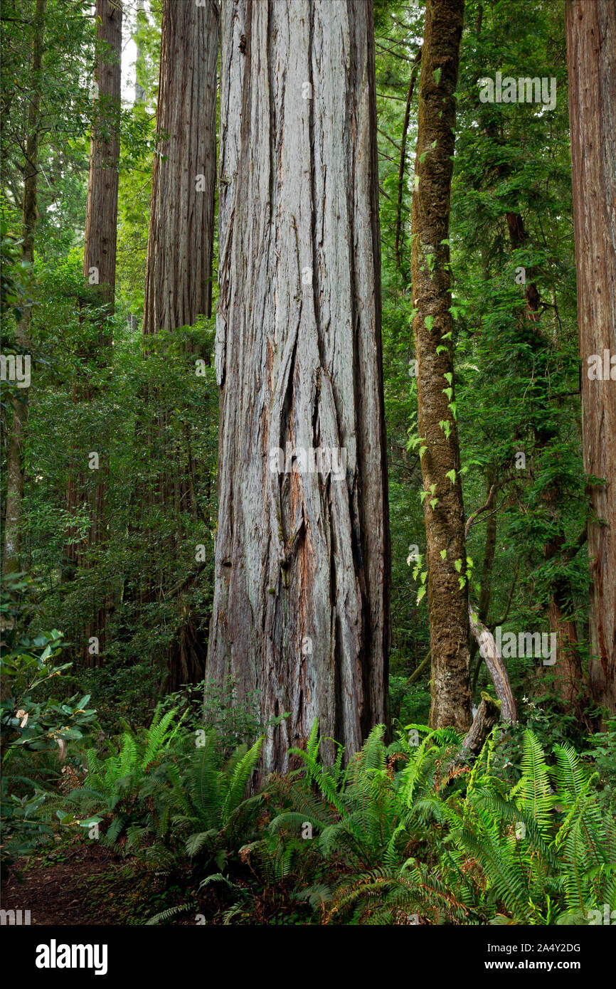 CA03716-00...CALIFORNIA - enormi alberi di sequoia in Tall Trees Grove di Redwoods National Park. Foto Stock