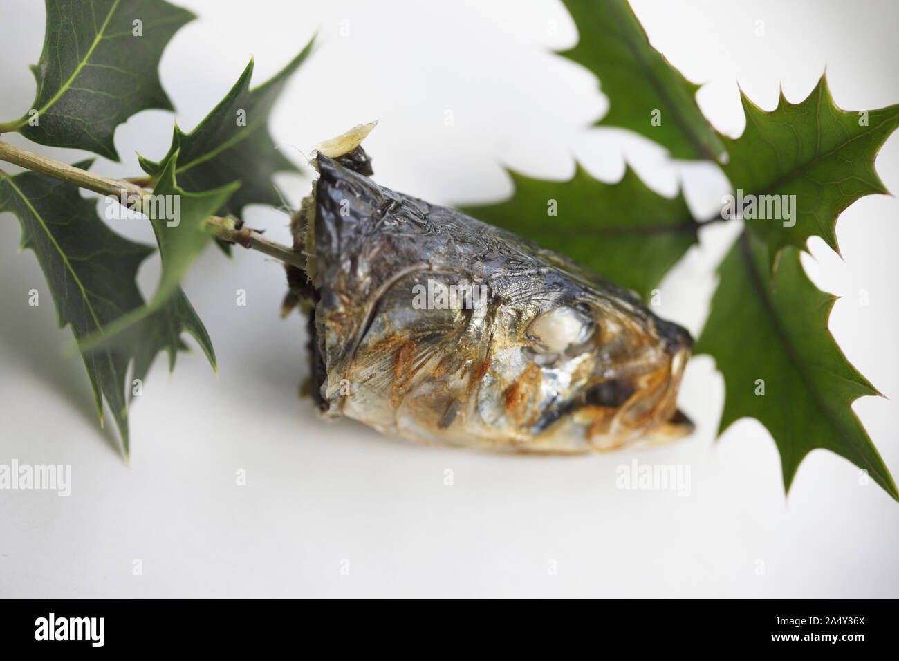 Hiiragi-iwashi ,un rametto di agrifoglio con una cotta sardina la testa,time-honoured custom del Giappone Foto Stock