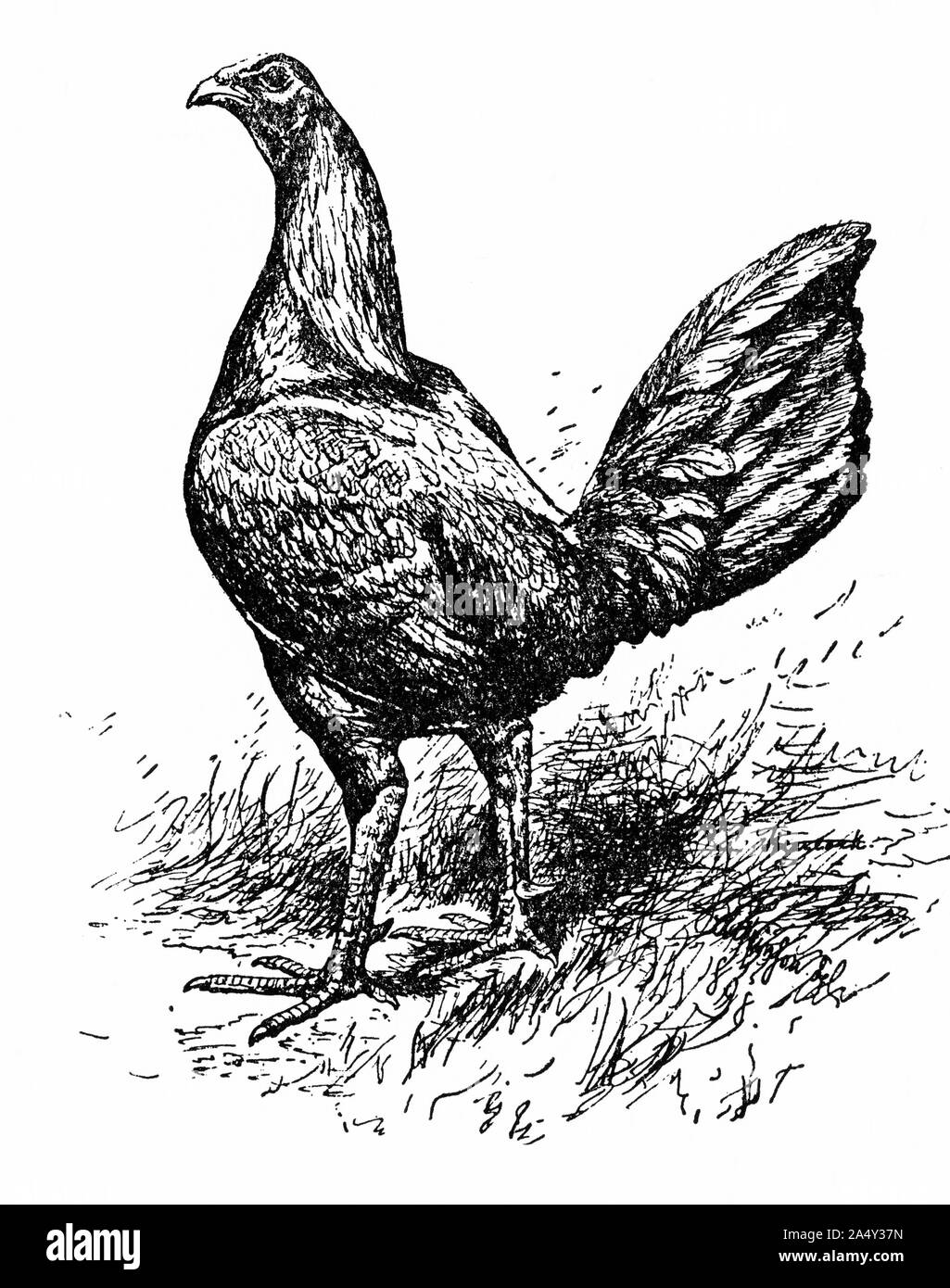 Incisione di un premio cockfighting hen, Gallus gallus domesticus, utilizzato per la riproduzione Foto Stock