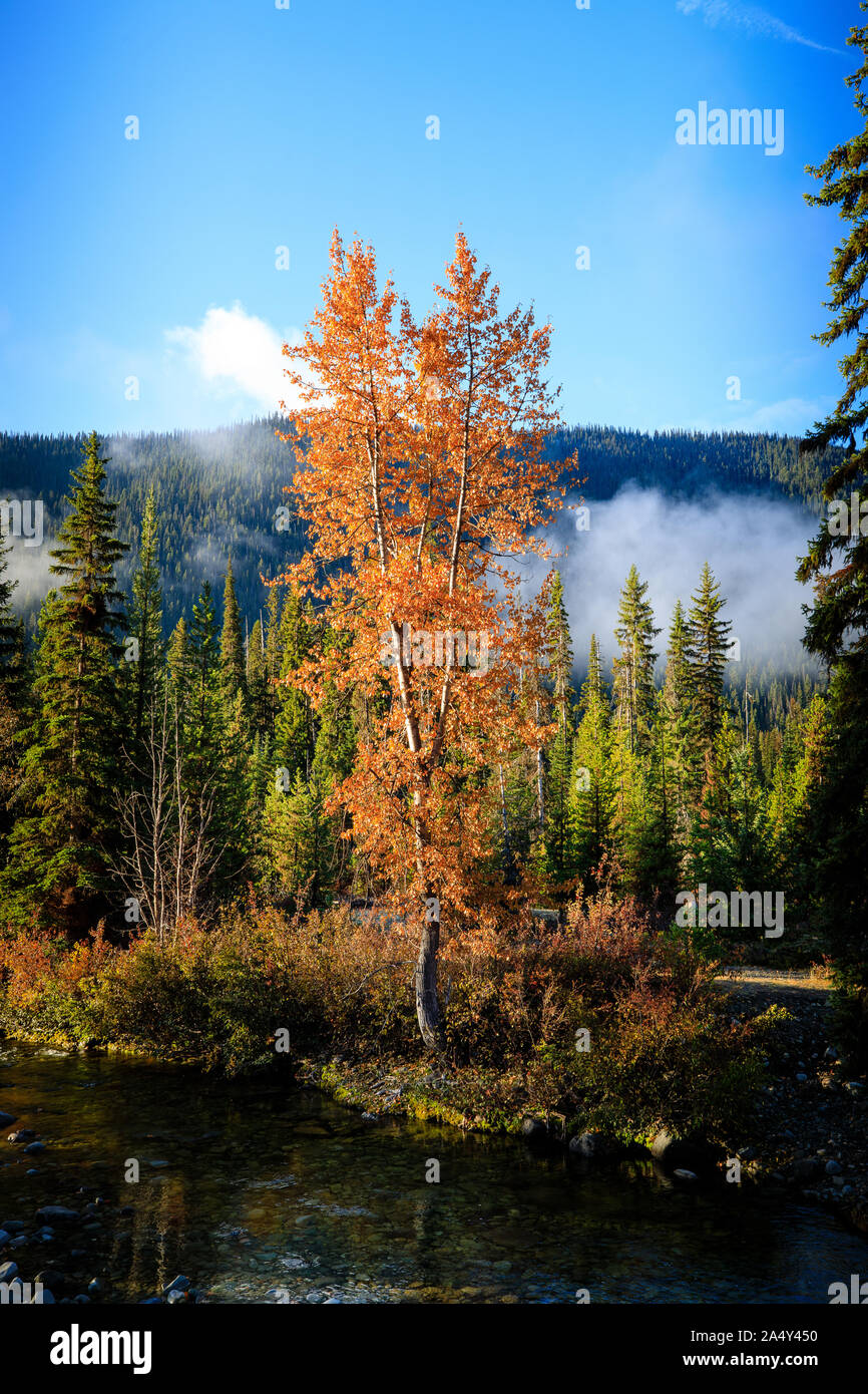 Albero in autunno colori lungo creek Foto Stock