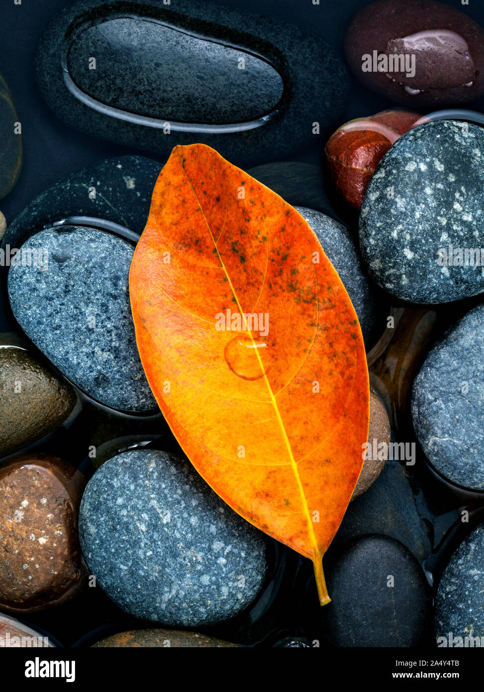 Autunno ,cadono e zen come concetti orange lascia cadere sulla pietra di fiume . Foto Stock