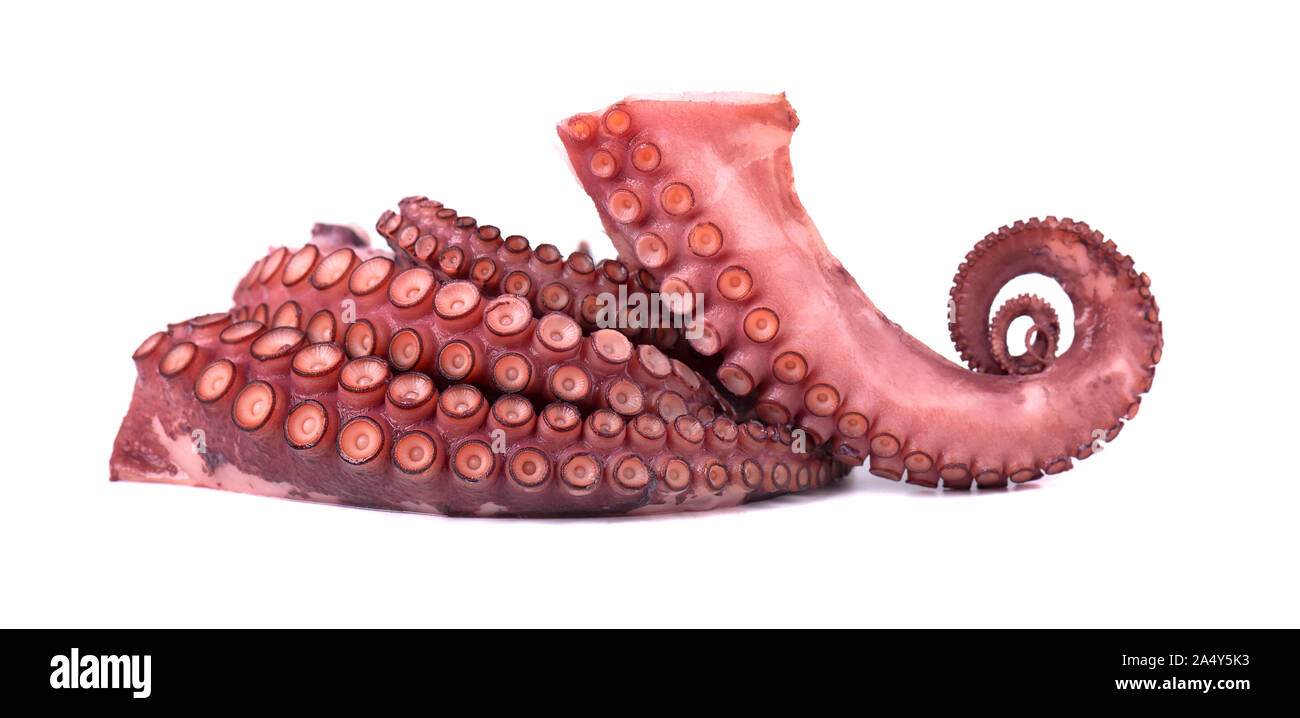 I tentacoli di polpo isolati su sfondo bianco Foto Stock