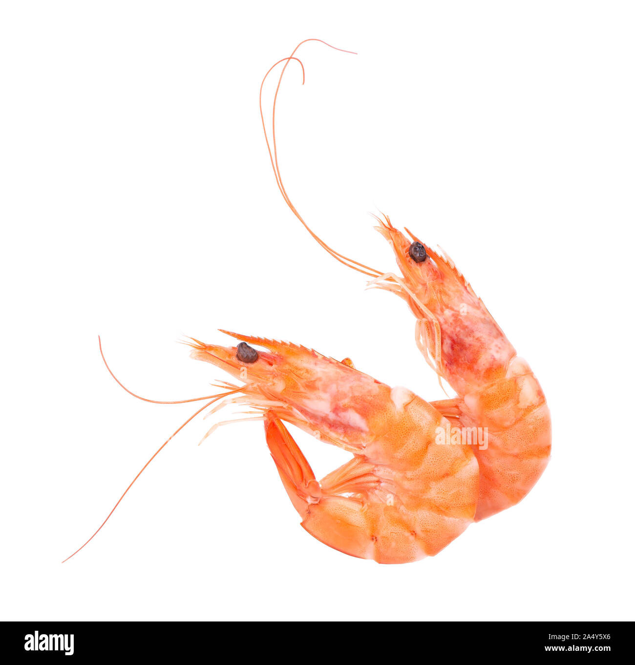 Due rossi di gamberi cotti o gamberi tigre isolati su sfondo bianco Foto Stock